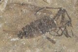 Fossil March Fly (Plecia) - Green River Formation #154491-1